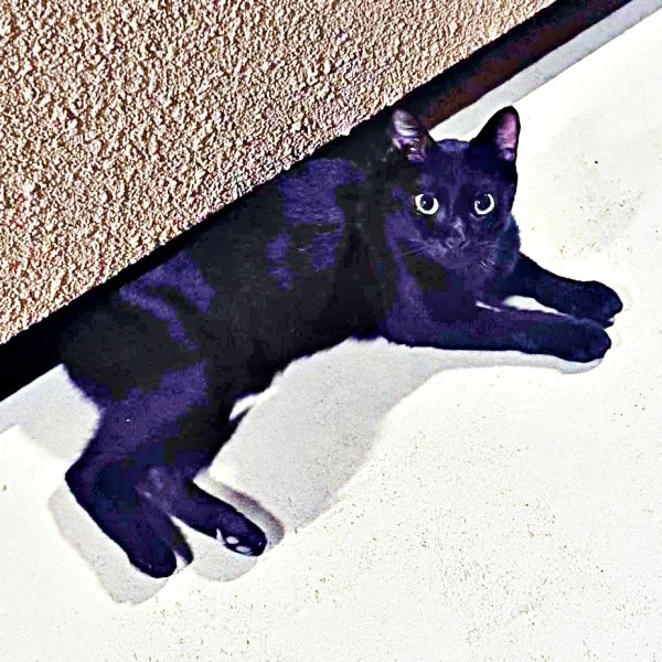 保護前、飼い主さんを待つようになったしずくちゃん（画像提供：さばりんご。さん）