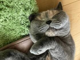 ホットカーペットからはみ出して爆睡中！　ブリティッシュショートヘア「さねちゃん」