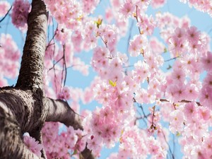 誰にも見られなくても咲いて散る。私が一目惚れした裏山の桜