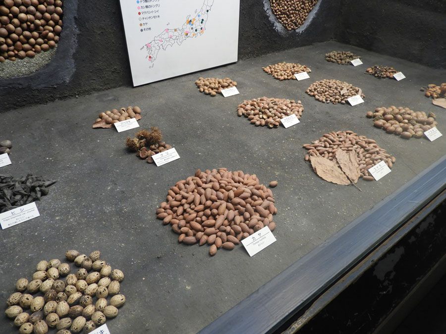 スタッフにリスがいるのかな…？」展示された、どんぐりの解説に“味”が