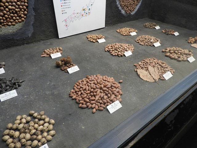 どんぐりの種類ごとに、「味」も解説（提供：大阪市立自然史博物館）