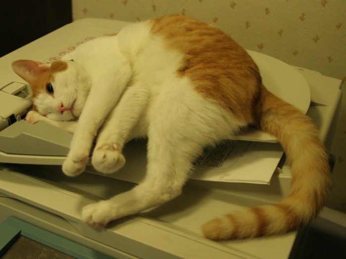 梵天丸は仕事部屋のコピー機が大好き。猫のせいで何度紙詰まりを起こしたことか