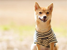 南総里見八犬伝にちなみ命名　アイラインくっきりの豆柴「信乃」
