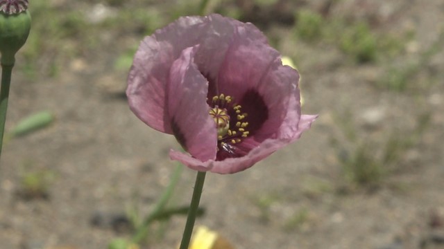 発見されたアツミゲシ　香川・土庄町　5月20日