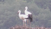6月28日　提供：まんのう町