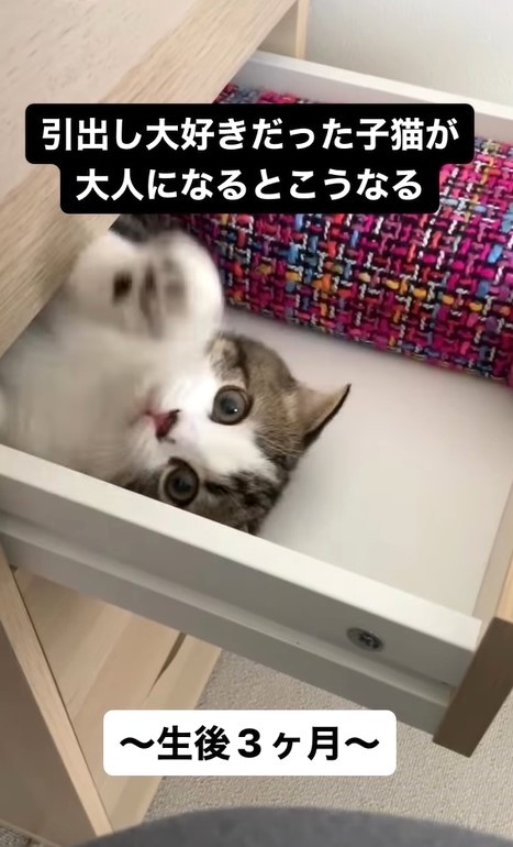 成長したのは体だけ」久しぶりに入った引き出しから抜け出せない猫に