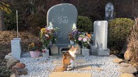 猫塚を訪れるミー子さん。 ※那須の長楽寺提供