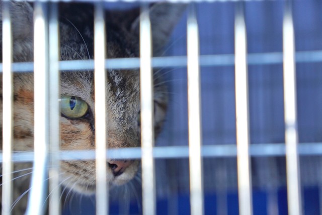 お母さん猫はTNRしました