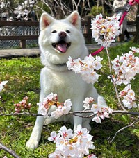 にっこり笑顔がキュートなまゆちゃん（画像提供：秋田犬まゆさん）