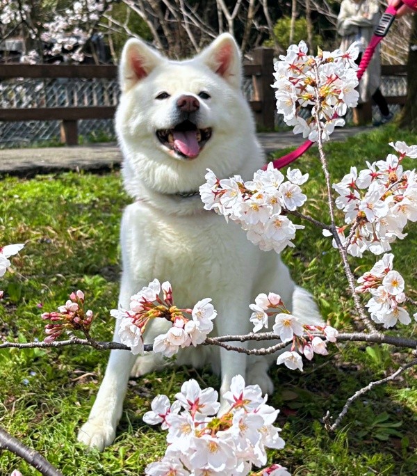 にっこり笑顔がキュートなまゆちゃん（画像提供：秋田犬まゆさん）