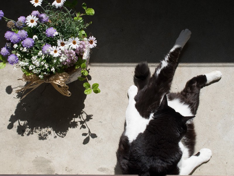 「春はベランダでひなたぼっこが気持ちよかった」（小林写函撮影）
