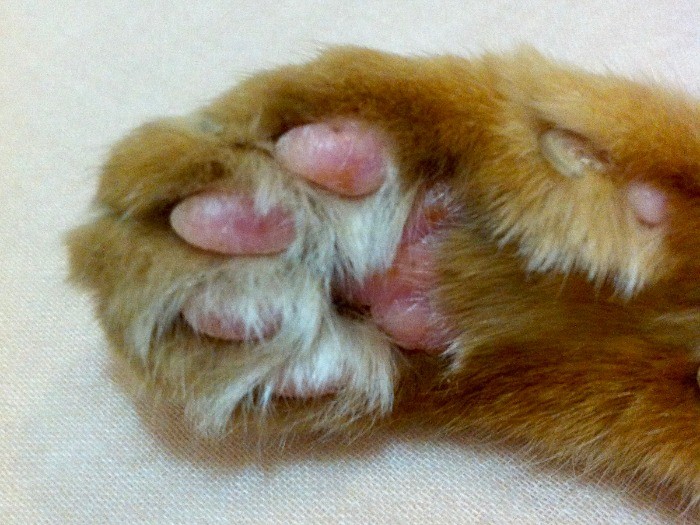 梅ちゃんの肉球