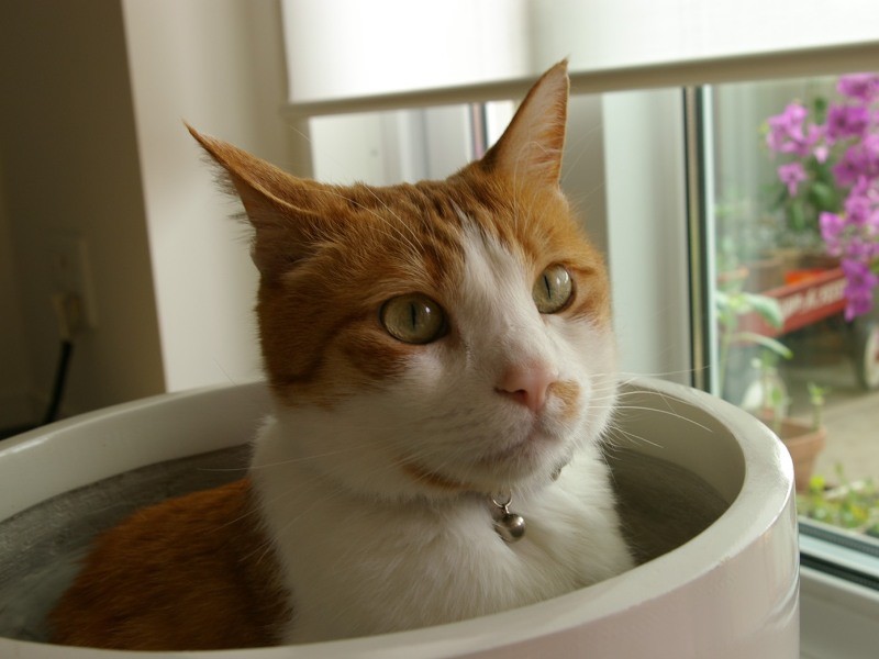 窓辺でのんびり。９歳の頃（明日香さん撮影）