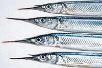 春の日本で水揚げされた新鮮なガーフィッシュ※この画像はイメージです（A.MIYAKEstock.adobe.com）