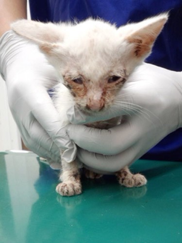 病院に来た時、瀕死の重症だった