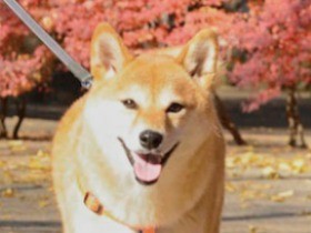 互いに心地よい柴犬との距離のはかり方②
