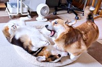 コギプロに興じる（左から）イヴくん、てんてんちゃん（画像提供：イヴ（いーちゃん）さん）