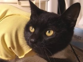 骨折した瀕死の子猫、手術には50万円必要　その時救いの手が…