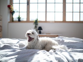 「春眠暁を覚えず」　春も愛犬が心地よく眠るために出来ること　