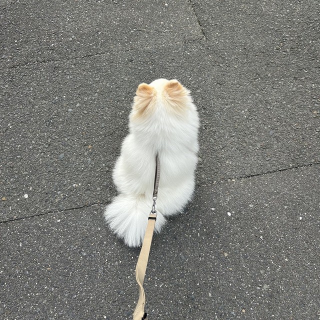 クリーム色のお耳がチャームポイントなのだそう（画像提供：ポメラニアンの天くん！）