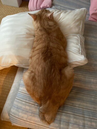 妻のふとんを「占領」するきなこ