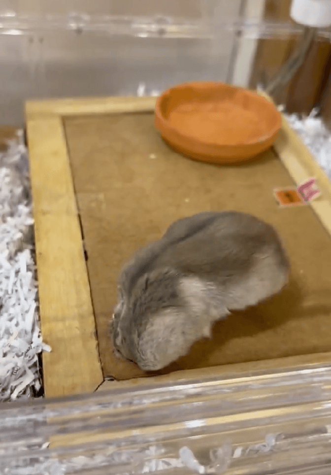 鼻先しか入らない！何度もグッと押し込むも無理そう