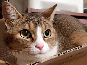 次男坊にだっこされるとうっとり　ミックス猫の「りり」