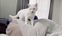 「ニャ」と鳴きながらママを呼ぶボンちゃん（画像提供：ボンさん）
