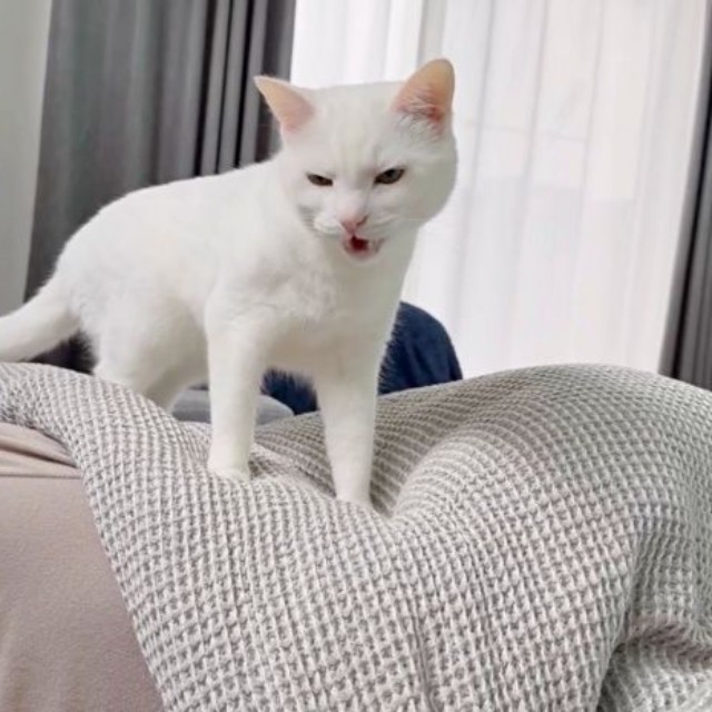 「ニャ」と鳴きながらママを呼ぶボンちゃん（画像提供：ボンさん）