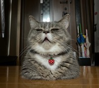 「人間に邪魔されず、適度に冷気が流れてくる玄関で寛ぐラムです。夏場はここに居ることが一番多いです」（提供：🐾ラム@極短マンチカン🐾さん）