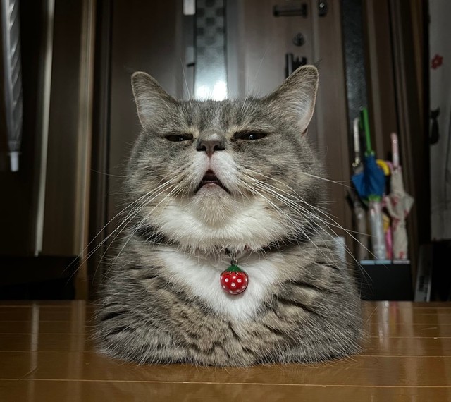 「人間に邪魔されず、適度に冷気が流れてくる玄関で寛ぐラムです。夏場はここに居ることが一番多いです」（提供：🐾ラム@極短マンチカン🐾さん）