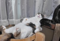 おっさんすぎるみゅーちゃん（提供：MIU&RINさん）