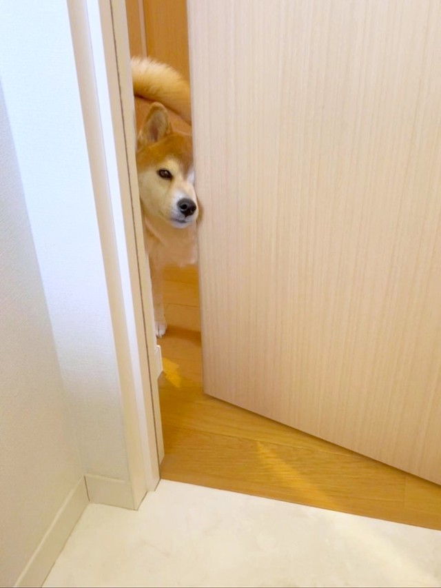 飼い主さんが思う“ももちゃんの魅力”3位は、「いつも飼い主さんをのぞくこと」（画像提供：柴犬 ももさん）