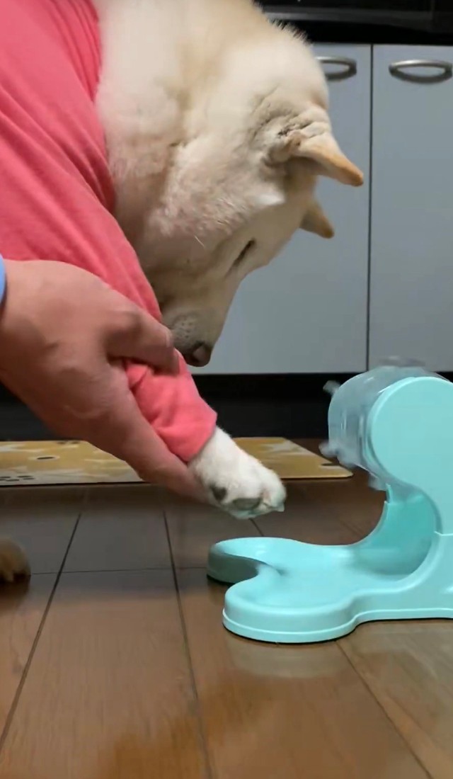 飼い主さんと共に日々特訓を重ねているそう／投稿主さん（@bankinmatu）提供