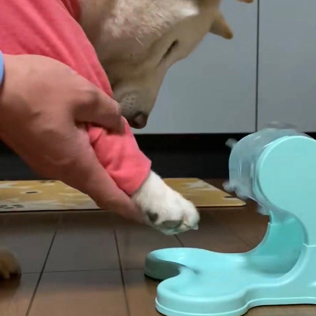 飼い主さんと共に日々特訓を重ねているそう／投稿主さん（@bankinmatu）提供