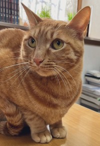 一緒に暮らすちゃちゃおくん＝おすよさん（@osuyolupin3）提供