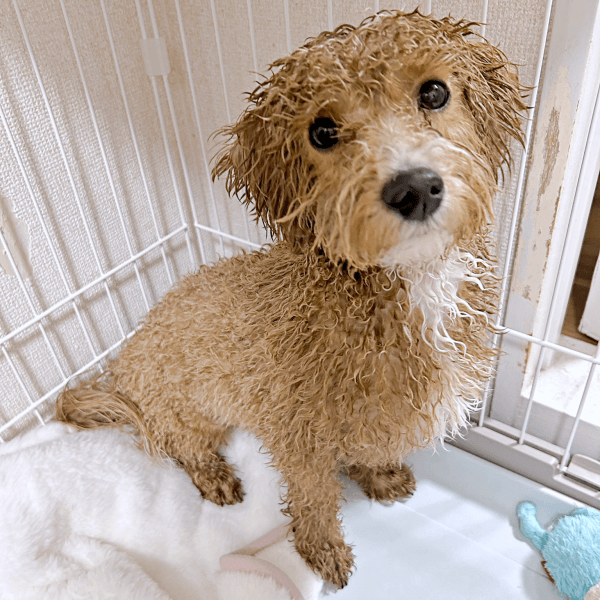 シャンプーを頑張ったたむくん（画像提供：たむさん）