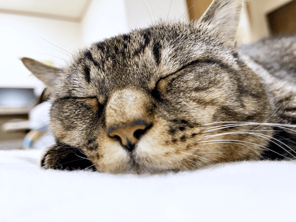 すやすや眠るまめたろうくん（画像提供：ねこじま まめたろうさん）
