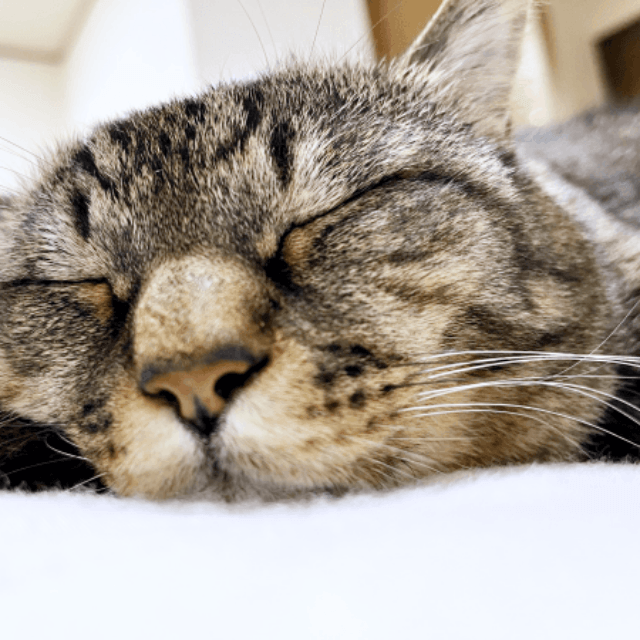 すやすや眠るまめたろうくん（画像提供：ねこじま まめたろうさん）