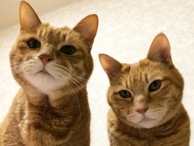 ２０１８仲良しで賞　保護猫の兄弟「ドリーとテリー」