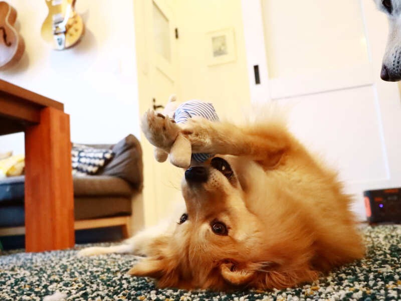 オモチャを取ってみろアピール中の福助