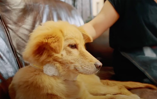 ジュリアを迎えてから約3ヶ月後に迎えることになったリズリー