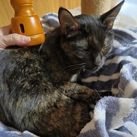 このサビ猫ちゃんは、原因不明の嘔吐下痢が続いていましたが、お灸を始めて少しずつ改善が見られています。