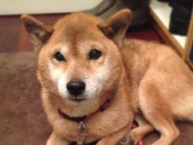 預かりボランティア２匹目　声をかけても無反応な、柴犬のおばあちゃんが来た