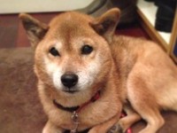 いぐさ動物病院 東京都杉並区井草 犬 猫との幸せな暮らしのためのペット情報サイト Sippo