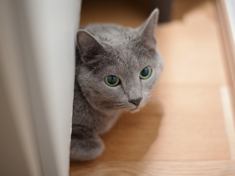 「家具の隙間について考察しているの、邪魔しないで」（小林写函撮影）