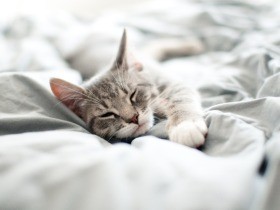 人生をともに歩んだ愛猫の供養　お骨の埋葬方法は