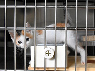 犬や猫の殺処分の現場　毎日一歩ずつ近づく「ガス室」