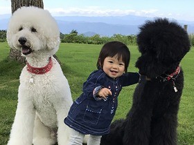 まるで童話！　大きな犬３匹と小さな女の子、かわいい写真集