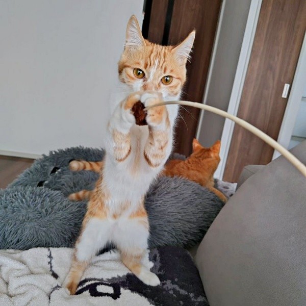 おもちゃで遊ぶもずくくん（画像提供：mさん）